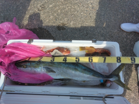 真鯛 ブリの釣果写真