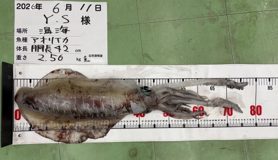 アオリイカの釣果写真