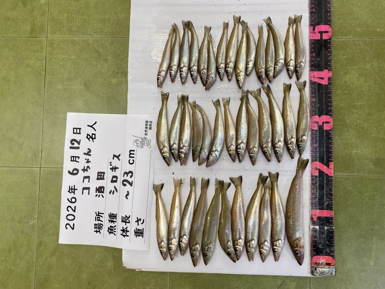 シロギスの釣果写真