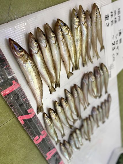 シロギスの釣果写真
