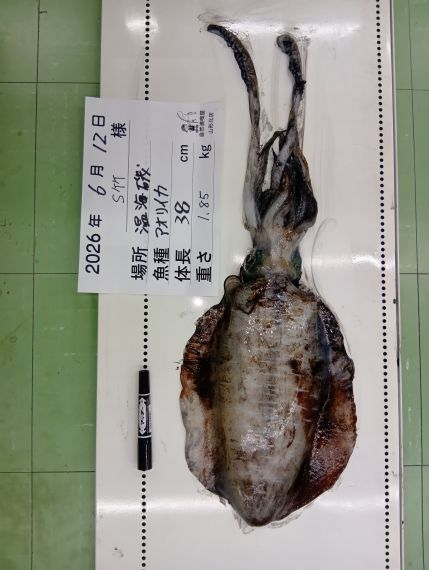 アオリイカの釣果写真
