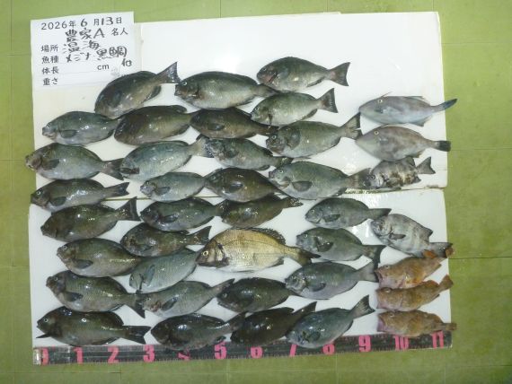 メジナ 黒鯛等の釣果写真