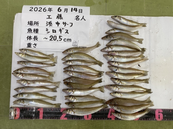シロギスの釣果写真