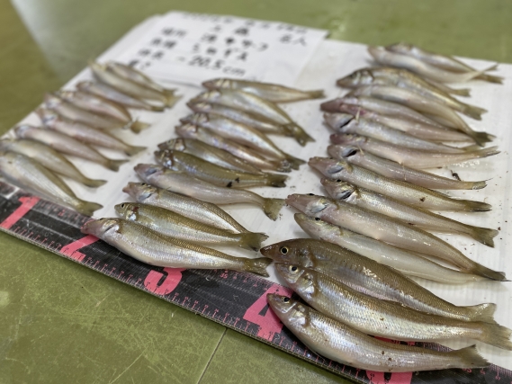 シロギスの釣果写真