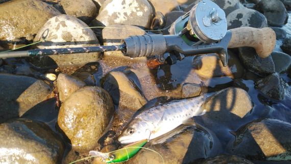 ヤマメの釣果写真
