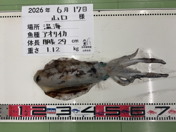 アオリイカの釣果写真
