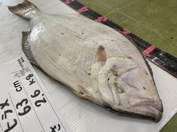 ヒラメの釣果写真