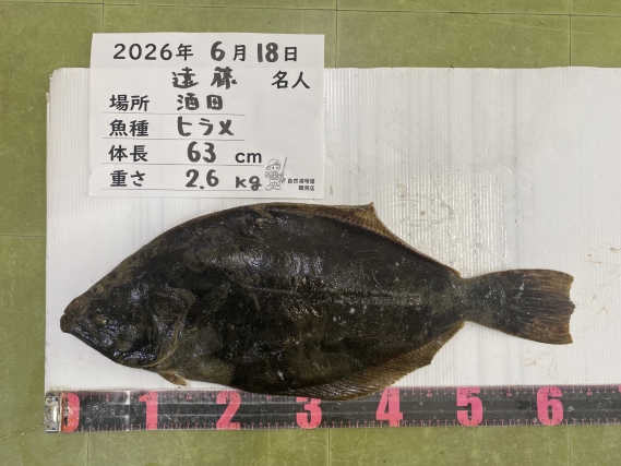 ヒラメの釣果写真