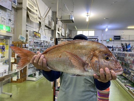 真鯛等の釣果写真