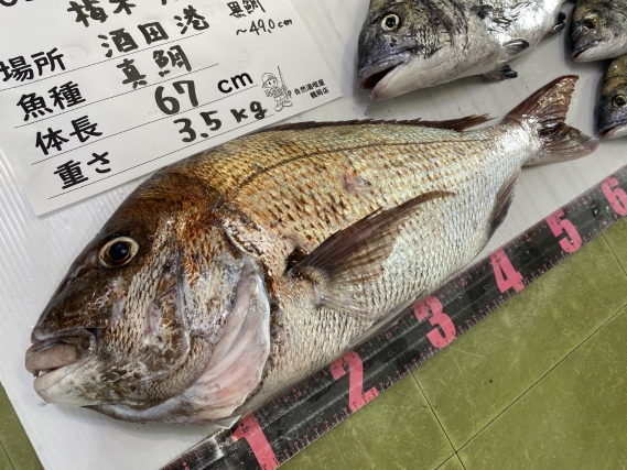 真鯛 黒鯛の釣果写真