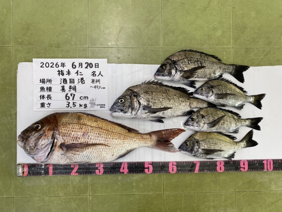 真鯛 黒鯛の釣果写真