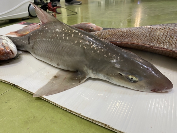 真鯛等の釣果写真