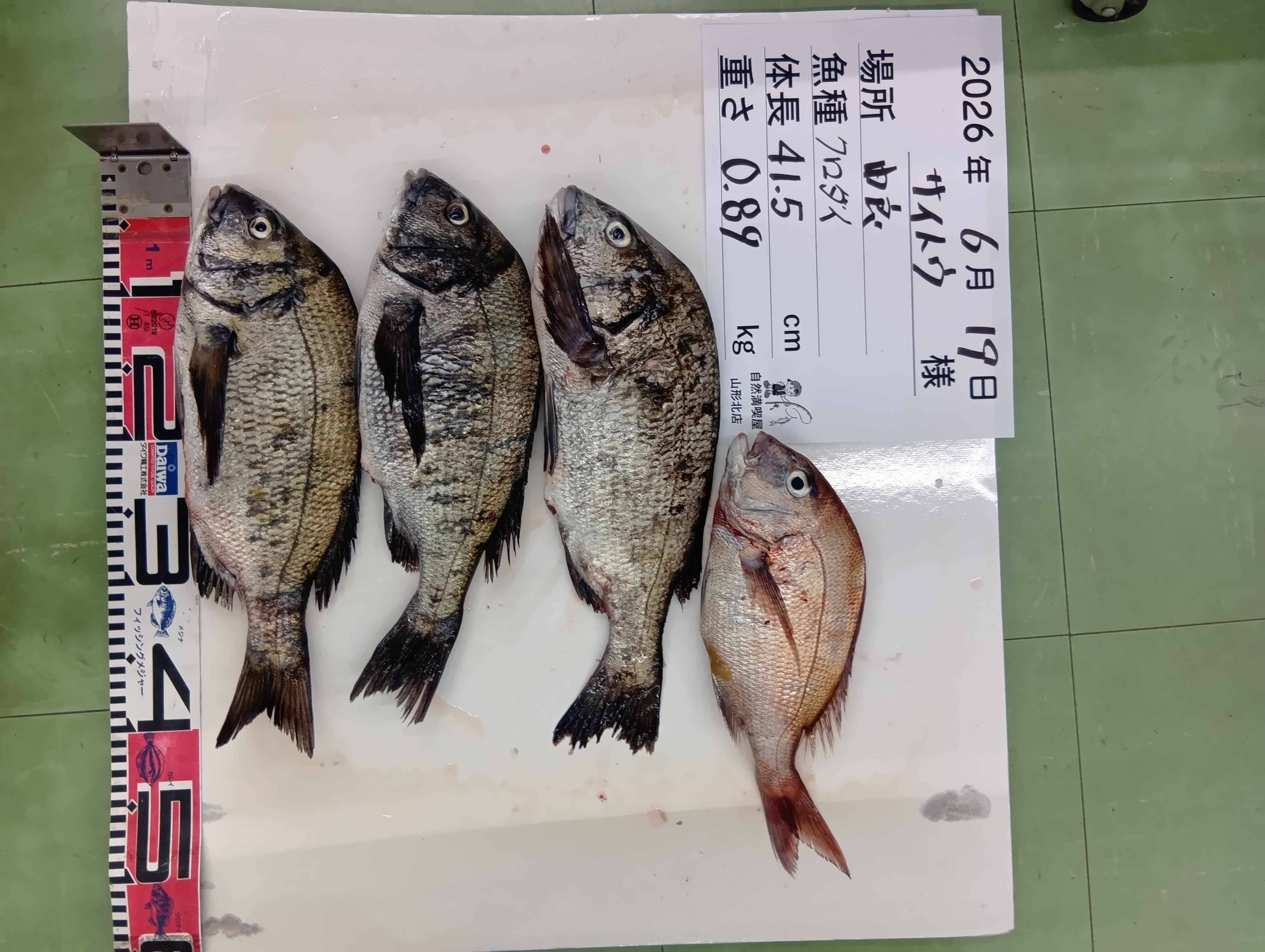 黒鯛 真鯛の釣果写真