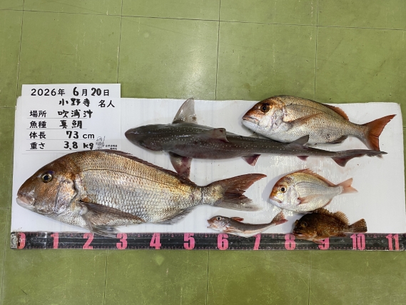 真鯛等の釣果写真
