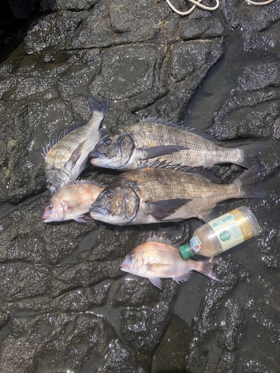 黒鯛の釣果写真
