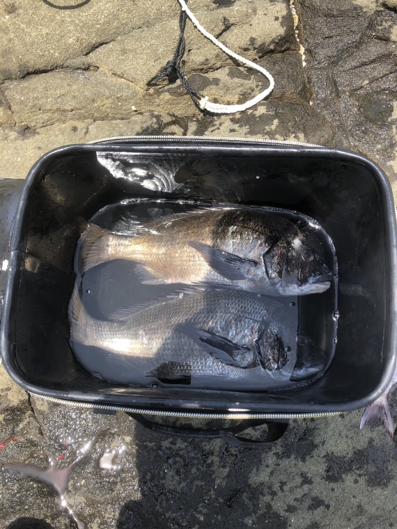 黒鯛の釣果写真