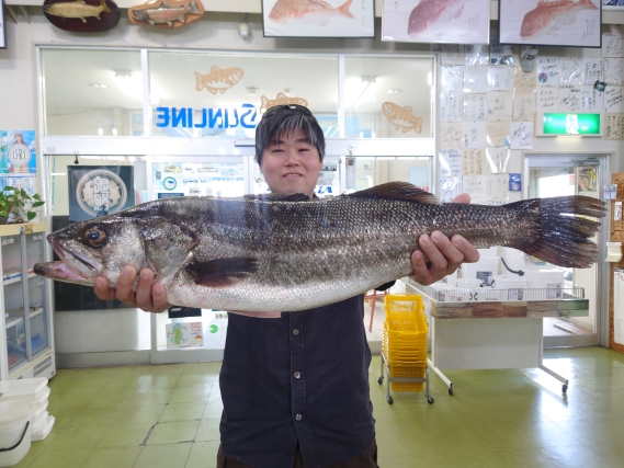 シーバスの釣果写真