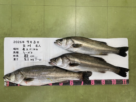 シーバスの釣果写真