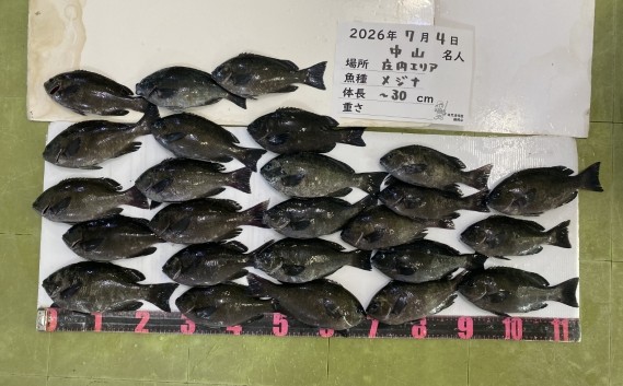 メジナの釣果写真