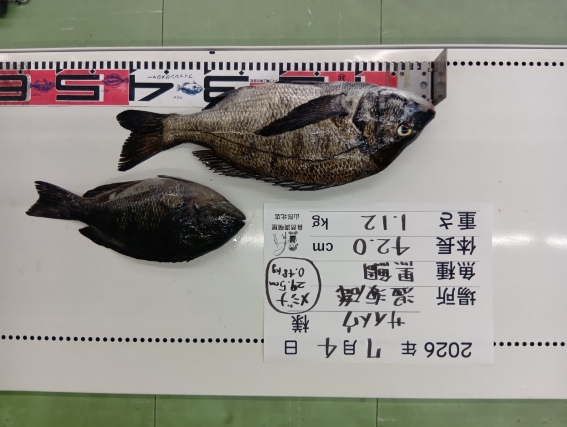 黒鯛の釣果写真