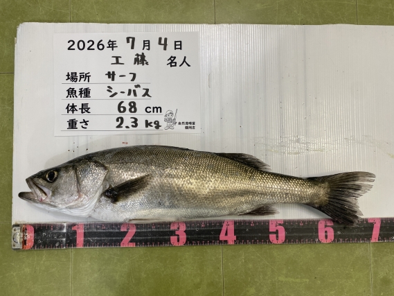 シーバスの釣果写真