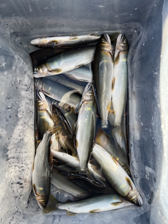 鮎の釣果写真