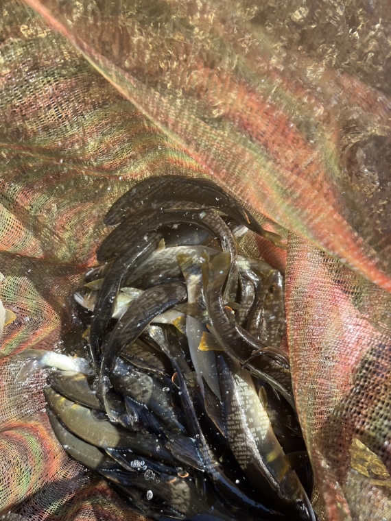 鮎の釣果写真