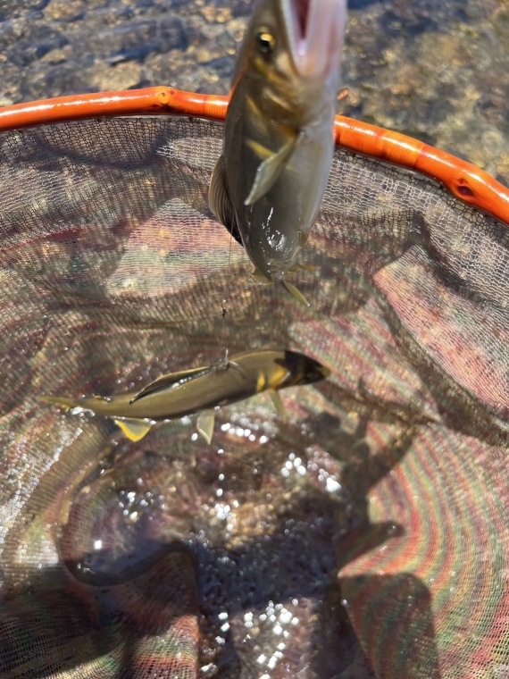 鮎の釣果写真