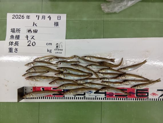 キスの釣果写真