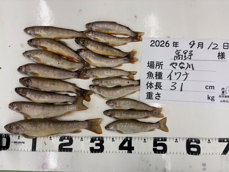 ヤマメ