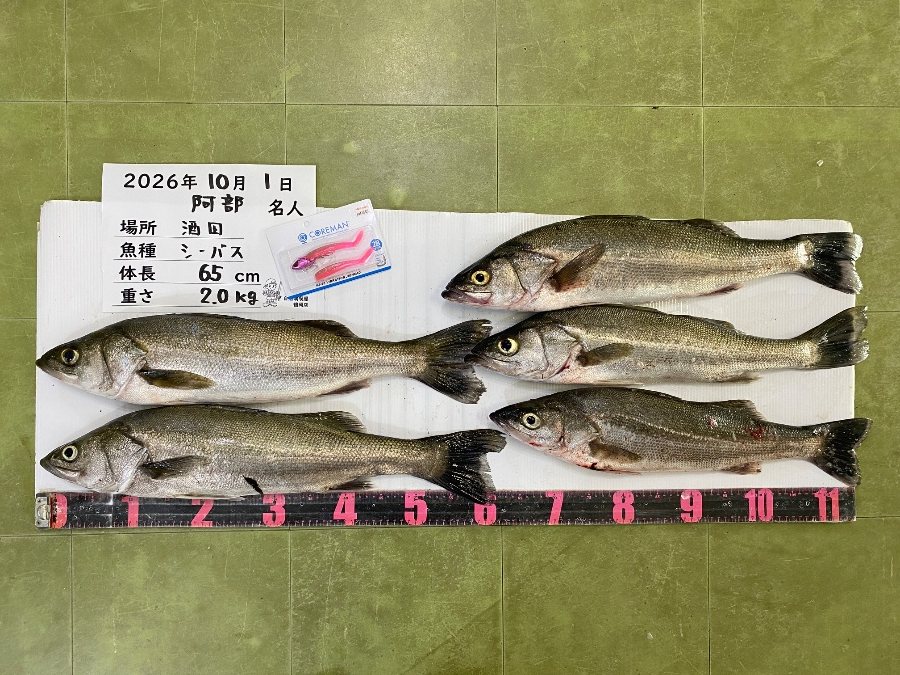 シーバスの釣果｜自然満喫屋