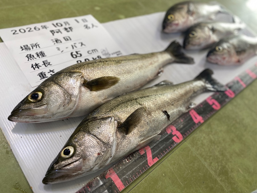 シーバス、色々 シーバスの釣果｜自然満喫屋